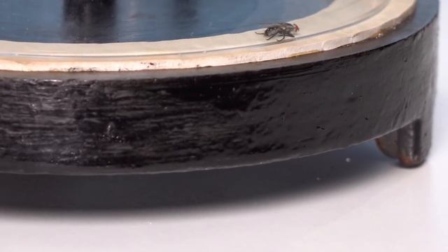 Qué pasaría SI INSERTAMOS una MOSCA al vacío? | EXPERIMENTO смотреть онлайн
