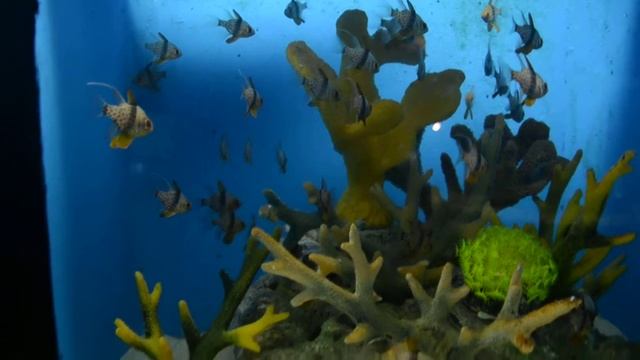 pajama cardinalfish смотреть онлайн