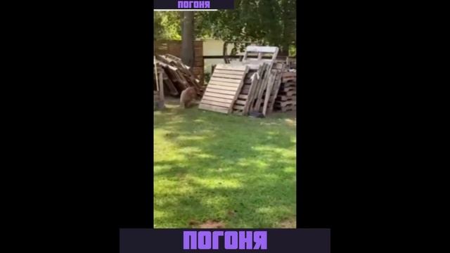 Погоня курячей крови смотреть онлайн