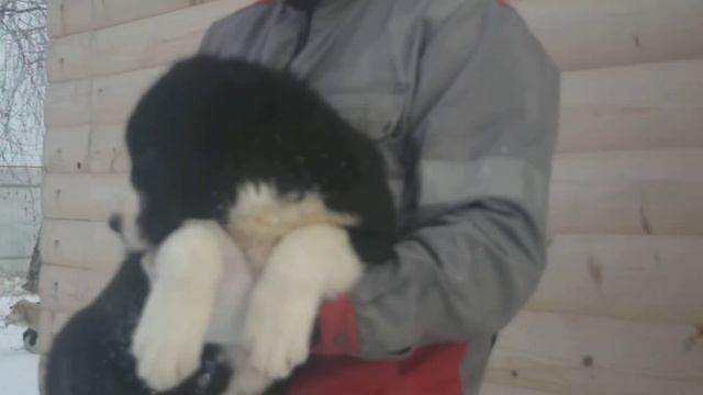 Бахтияр смотреть онлайн
