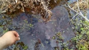 коп около старинной переправы