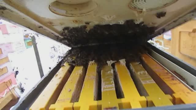 полный отказ от вощины и рамок из дерева - часть 17 - ставлю пустой магазин под гнездо 25.12.2024 смотреть онлайн