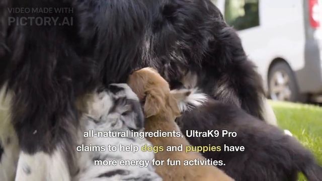 Ultra K9 Pro - Ultra K9 Pro Reviews - Longer life for your PUPPY смотреть онлайн