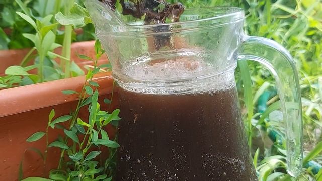 Cel Mai Bun Ingrasamant Natural Pentru Castraveti