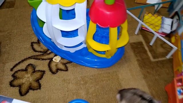 Хомяк Паштет и его домик для прогулки, лабиринт, хомколэнд!!!Labyrinth.Game room. Hamster смотреть онлайн