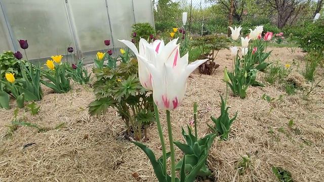 Цветение магнолии, тюльпанов, сирени в нашем саду.