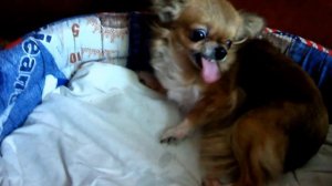 Злобное чихуа хуа