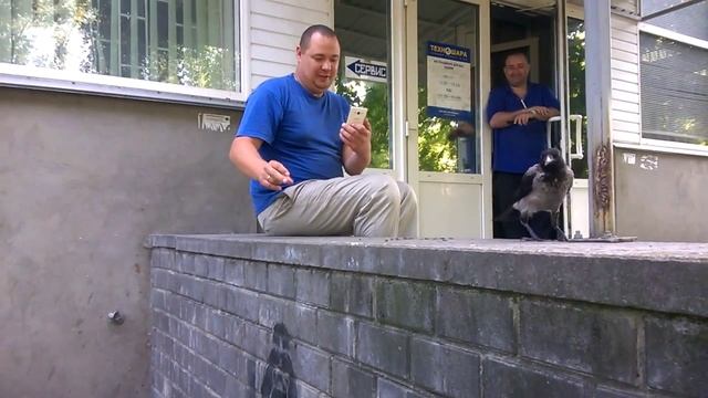 Ворона-индиго:). Обычное утро. Киев. смотреть онлайн