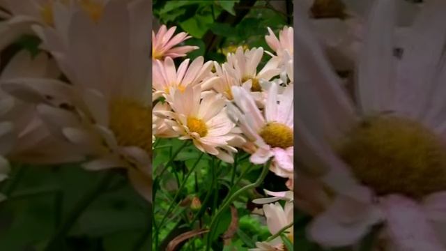 Хризантемы. Дмитрий Шлапак смотреть онлайн