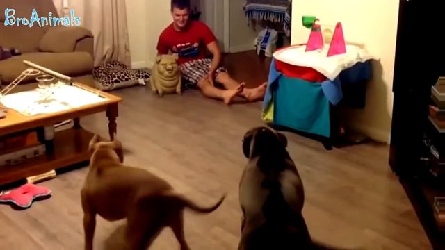 ПРИКОЛЫ С ЖИВОТНЫМИ | FUN WITH ANIMALS #383