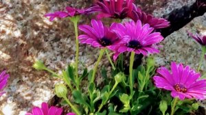 Остеоспермум. Сохраняется ли на зиму?