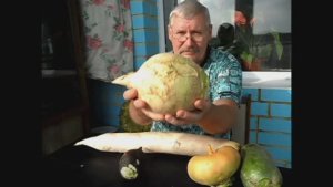 Что такое брюква и как ее выращивать