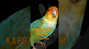 Птицы, которых больше никогда не увидеть на планете