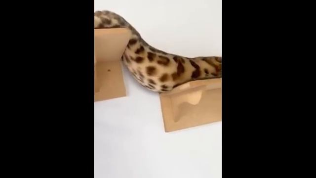 сборник приколов часть 9 смотреть онлайн