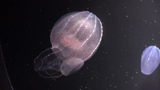 Deepsea Comb Jellyfish (Beroe abyssicola) 02 смотреть онлайн