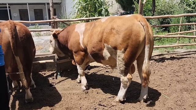 Buqa Boqish UZB 1Ta Bunaqasi💥SIMMENTAL BULL💥