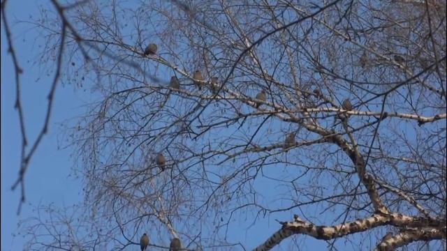 Весна пришла.avi смотреть онлайн