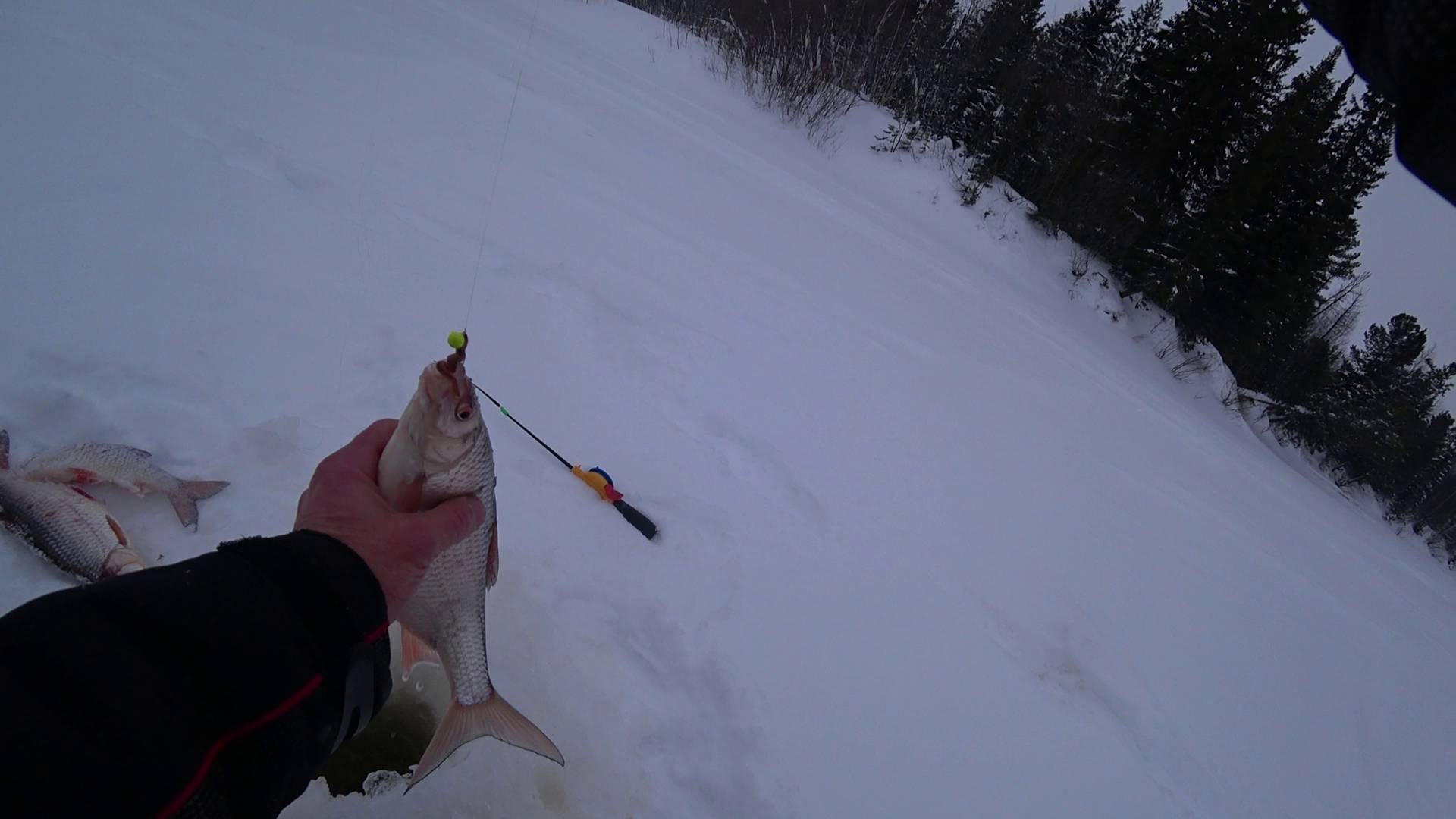 ЗИМНЯЯ РЫБАЛКА НА РЕКЕ ВЫНГАПУР.ХОТЕЛ ЩУКИ ПОЛОВИТЬ НО ПОЛУЧИЛОСЬ ПО ДРУГОМУ.ЗАКРЫТИЕ СЕЗОНА 2024. смотреть онлайн