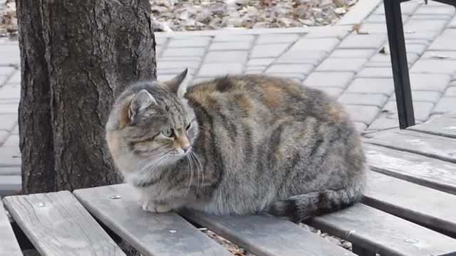 Новогодние котики в Кисловодске смотреть онлайн