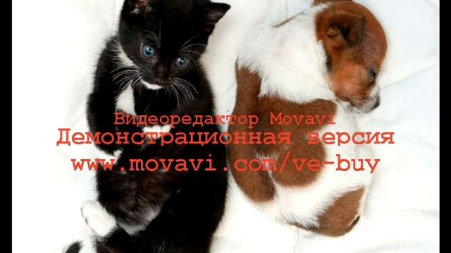 котята и щенята смотреть онлайн