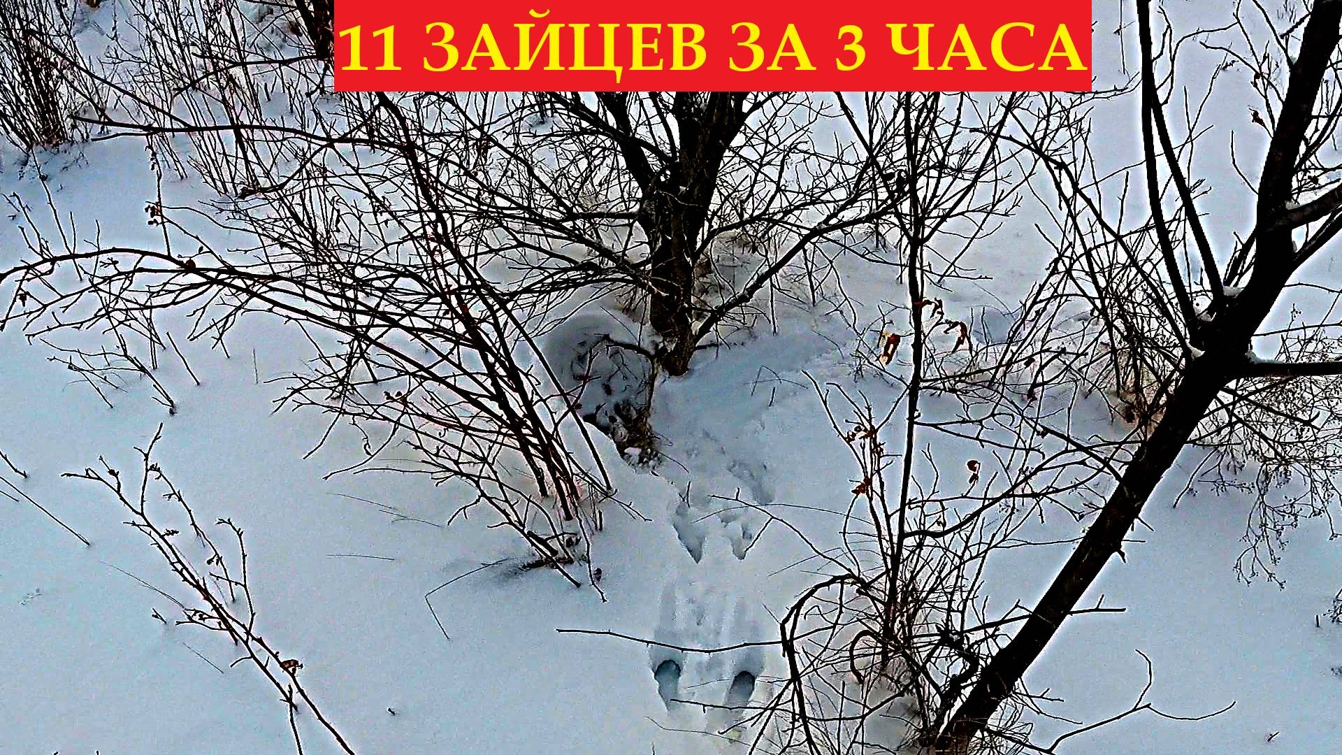 УЖАС А НЕ ОХОТА!! ЗАЙЦЫ ВЫБЕГАЮТ ПАРАМИ. ОХОТА НА ЗАЙЦА 2024-2025 смотреть онлайн