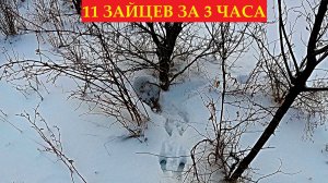УЖАС А НЕ ОХОТА!! ЗАЙЦЫ ВЫБЕГАЮТ ПАРАМИ. ОХОТА НА ЗАЙЦА 2024-2025