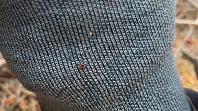 Исследую леса севера Германии. Заброшенные вагоны Heinschenwalde и лесная живность. смотреть онлайн