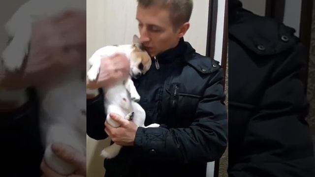 Собака показывает любовь к хозяину смотреть онлайн