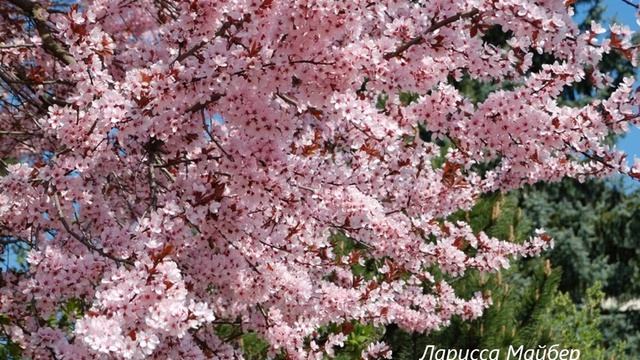 Ларисса Майбер  "Перепутанные мысли". Читает автор.