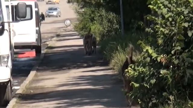 086 Собача проблема (Народний Контроль) смотреть онлайн