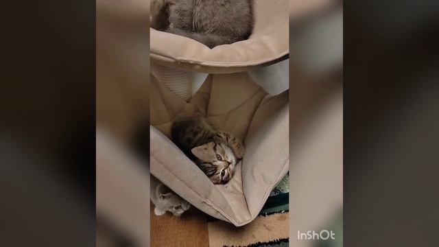 котодетский сад #британскиекотята #питомниккошек смотреть онлайн