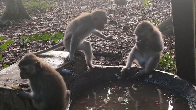 Monyet makan, mencuci makanan sebelum dimakan! [48] #RumahMonyet смотреть онлайн