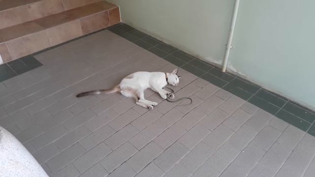 Кошка поймала змею смотреть онлайн