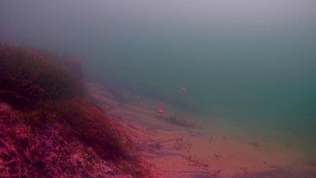 Озеро ключик. Сколько же тут рыбы?!!!