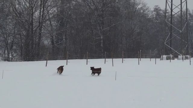 Коровы радуются свежевыпавшему снегу, glückliche Kühe im Neuschnee, смотреть онлайн