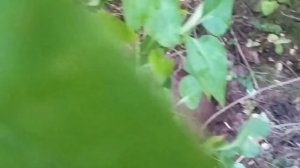 Нашёл хутор своей Бабушки, а на нём редкое серебро!