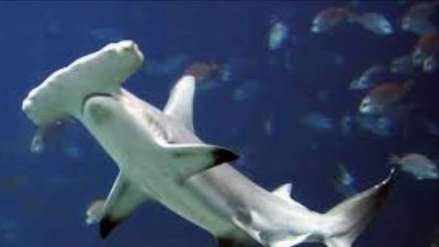 Oceanography Great Hammerhead Shark Video смотреть онлайн