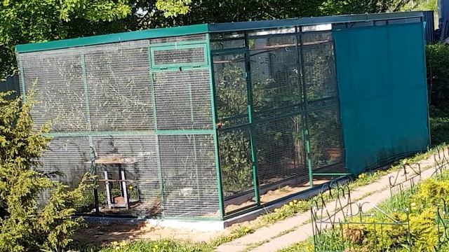 черноголовки флейтят смотреть онлайн