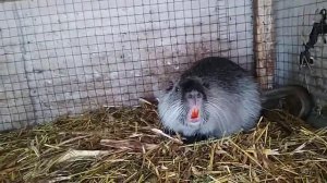 Нутрия одна в клетке. Обзор клетки.