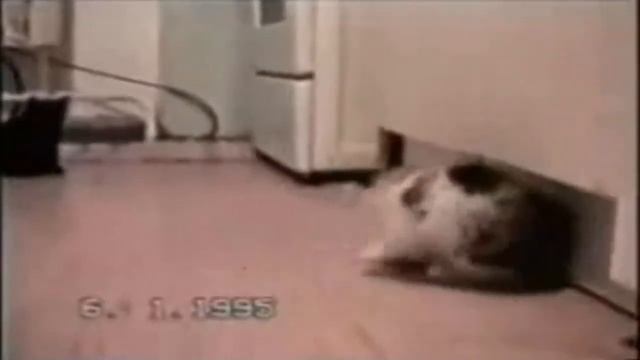 Песня кис кис котики пушистые животики Котоподборка смотреть онлайн