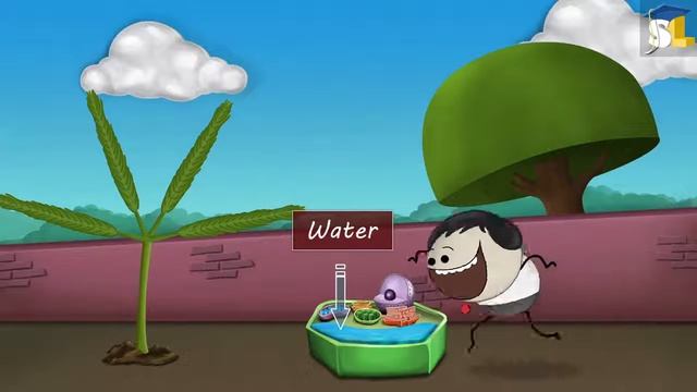 What is turgor pressure?ep1 смотреть онлайн