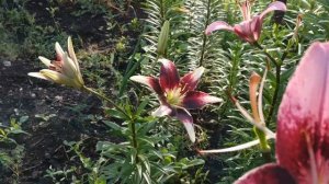 Обзор сортов лилии: азиатские, трубчатые, ЛА и ОТ гибриды, в нашем саду.