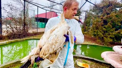 Лебедь ПОЛНОСТЬЮ ОБЕССИЛЕЛ и просто упал на пуки Олега Зубкова и обвил его шею своей! смотреть онлайн