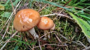 ТИХАЯ ОХОТА!!! СТОЛЬКО ГРИБОВ Я ЕЩЕ НЕ ВИДЕЛ!!! Весенний сбор грибов