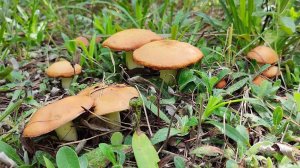 НАШЛИ НЕТРОНУТОЕ МЕСТО!!!! Семейный сбор грибов 2024