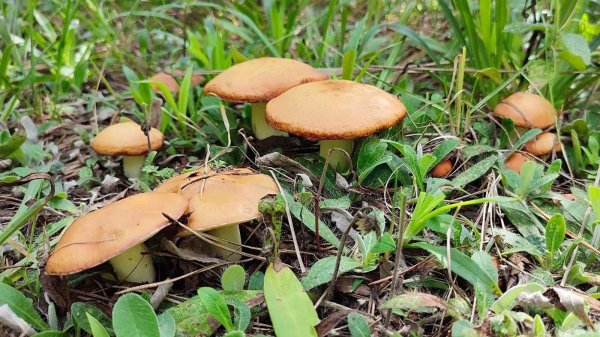 НАШЛИ НЕТРОНУТОЕ МЕСТО!!!! Семейный сбор грибов 2024