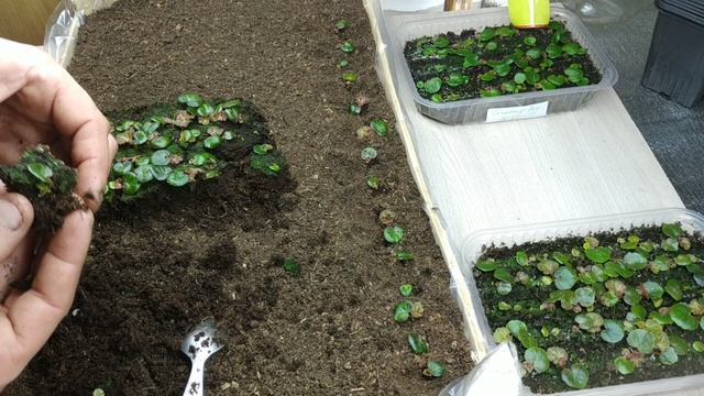 БЕГОНИЯ КЛУБНЕВАЯ!ПОРАДУЙТЕ СЕБЯ ЭТИМ ЗАМЕЧАТЕЛЬНЫМ ЦВЕТКОМ!ПИКИРОВКА!