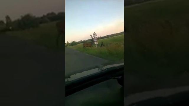 Олень против велосипедиста смотреть онлайн