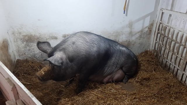 //Такого опороса я Неожидал,вот- это настреляла😭Мегера как проходил опорос// смотреть онлайн