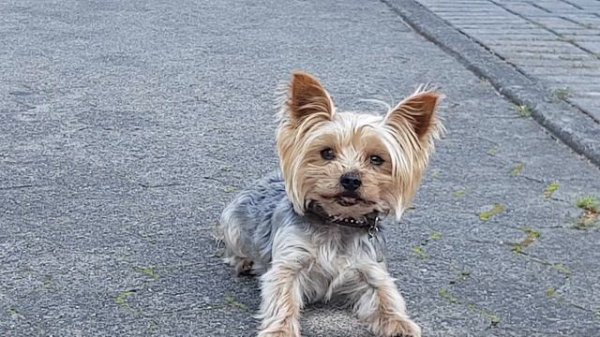 Dog, Hund, Собака , 狗 Prinz 狗吠,dog begs, Собака лает и гавкает Yorkshire TerrierYorkshire Terrier